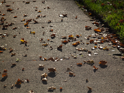 Autumn comes when it chooses, regardless of what our calendars say.  In case you missed it, fall began last week.