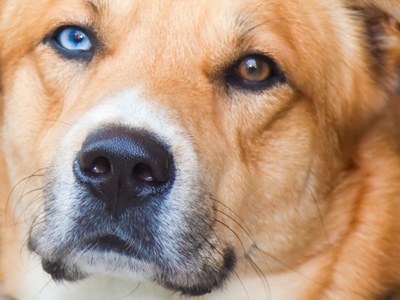 Happy Dog with Heterochromia Day!