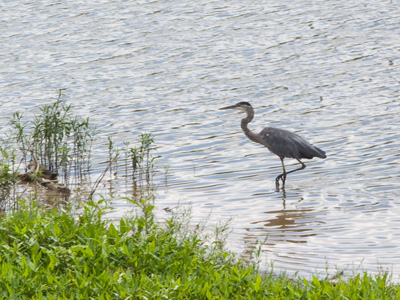 I like to eat fish, but not that much.