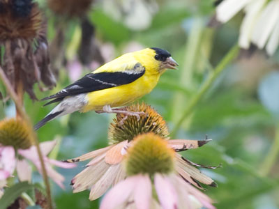 They don`t squeak much when they`re eating, but the jerky movement of the flowers gives them away.