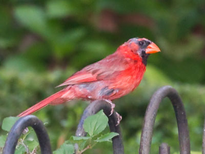 Male pattern baldness also afflicts cardinals.