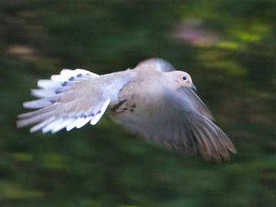 Mourning dove in the morning.
