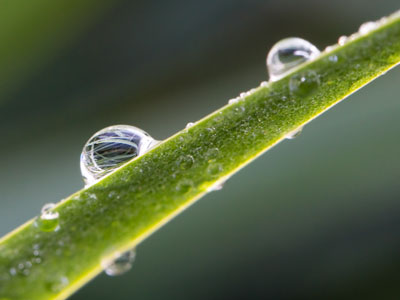 A water droplet on a blade of grass.  Inside it, you can see other water droplets on other blades of grass.