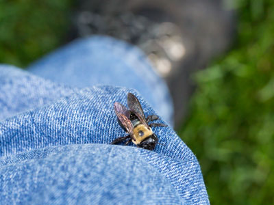This could`ve been tragic.  I was just about to kneel down when I noticed a bee was clinging to my knee.