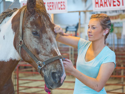 It would be faster just to ride the horse through a car wash.