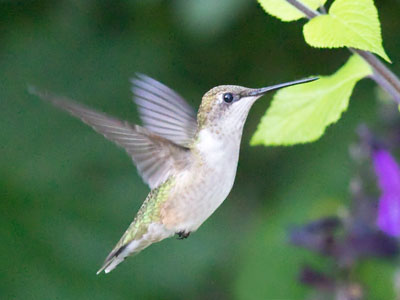 This photo cost me several mosquito bites.