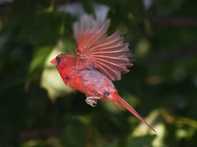 So I guess I like to take pictures of creatures in midair.