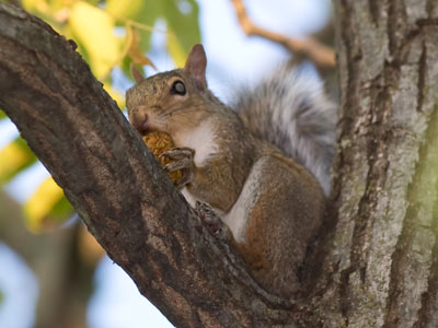 Nut season is at its peak, so I don`t park my car nearby.