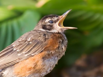 The early bird should`ve stayed in bed a little longer.