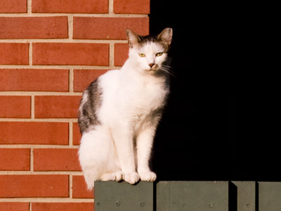 Every cat has a dark side.