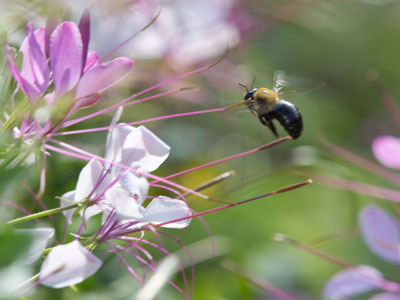 Notice that I DIDN`T show you a bee in the past two days.