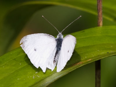 This butterfly is a lifelong Ohio resident . . . 