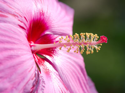 Some cultures eat this flower, drink it or turn it into candy.