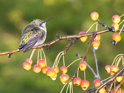 Hummingbird at rest.