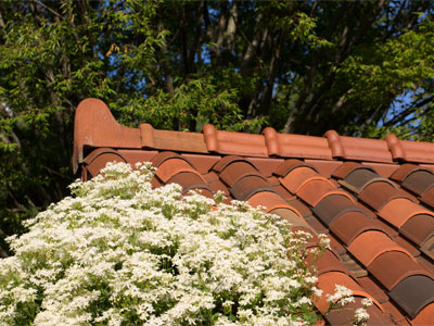 This morning I watched the sun rise over a colorful garden.  I watched, listened, thought and felt.  I am a lucky person!