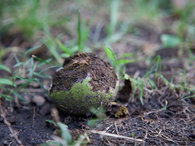 Half-nibbled nuts everywhere (see September 8 above).