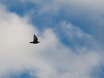 Coming home to roost.