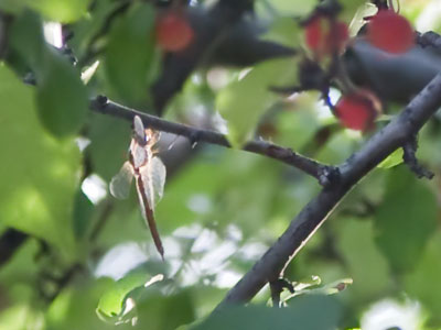 Fluttering dragonflies are the source of the fairy myth.