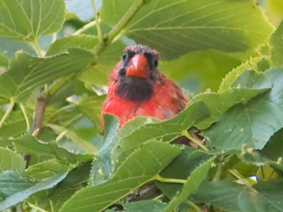 `Whatta you lookin at?`