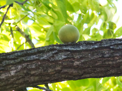 The squirrels will come back for it later.