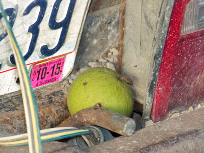 The squirrels will come back for it later.