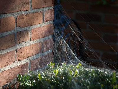 Death among the shrubbery.