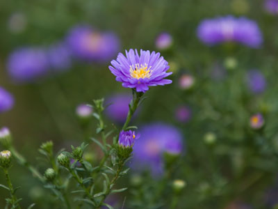A neighbor`s planter serves as a miniature garden.