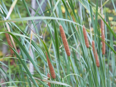 In the wilds of Oakwood.