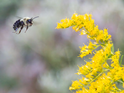 I turn my back on people in the park and focus on bugs.