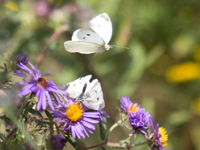 Butterflies in love.