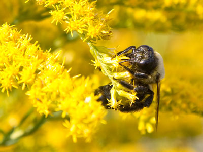 They don`t trouble themselves with questions about what to do or why, they just follow their natural instincts.