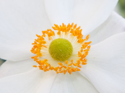 Last call for springtime.