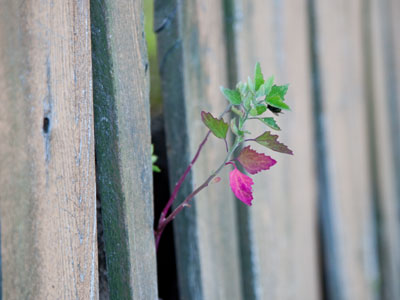 Life, the inextinguishable.