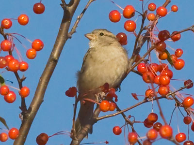 The days of plentiful food will soon come to an end.