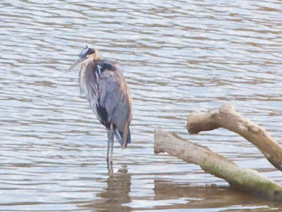 When despair for the world grows in me, I go and lie down where the wood drake rests in his beauty on the water, and the great heron feeds. WENDELL BERRY