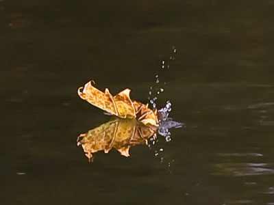 Leaf splashdown.