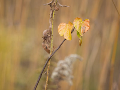 Try as I might, I can`t like fall.