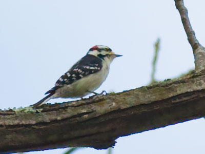How much wood would a woodpecker peck if a woodpecker could peck wood?