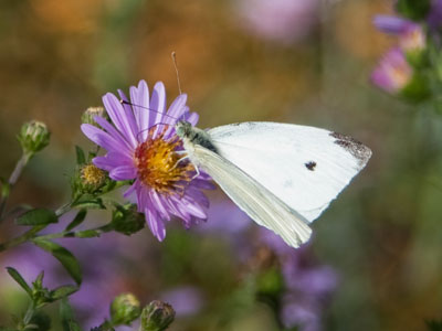 It`s still summer, right?