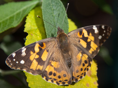 I just love summer, don`t you?