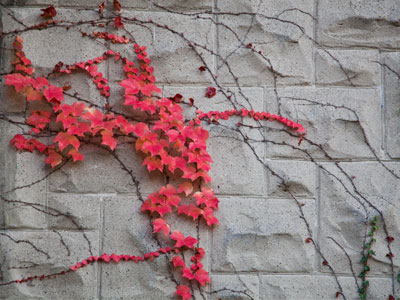 Fall on the wall.
