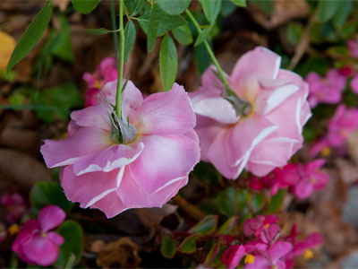 Dying a little bit each day (as are we all).