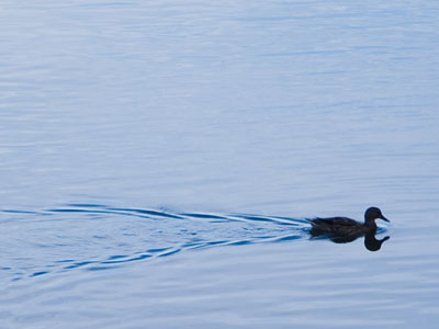 Standing beside the river today, I developed a theory about why ducks are called ducks.  It came to me as I watched them repeatedly duck their heads into the water.