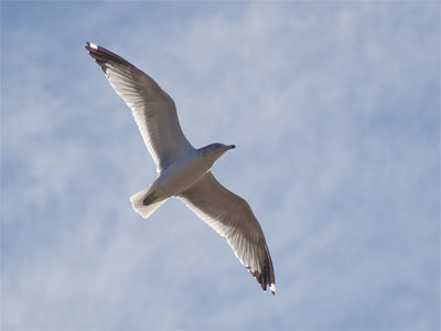 An urban gull cruises over Main and Monument Streets.