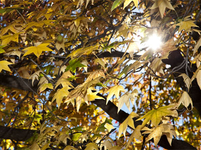 I`ve been enjoying fall lately, since it feels like summer.