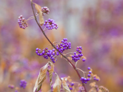 There weren`t many living plants to photograph today.