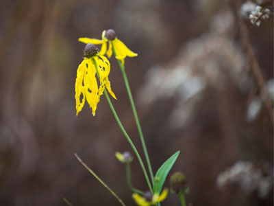 Your life will end, but others will rise in your place.