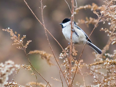 Thank you chickadee, for being there for me today.