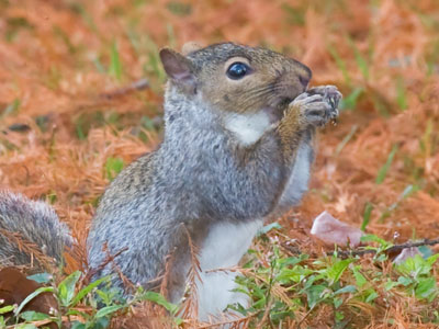 WARNING:  Contains nuts.