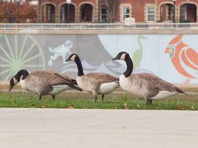 How many birds do you see?